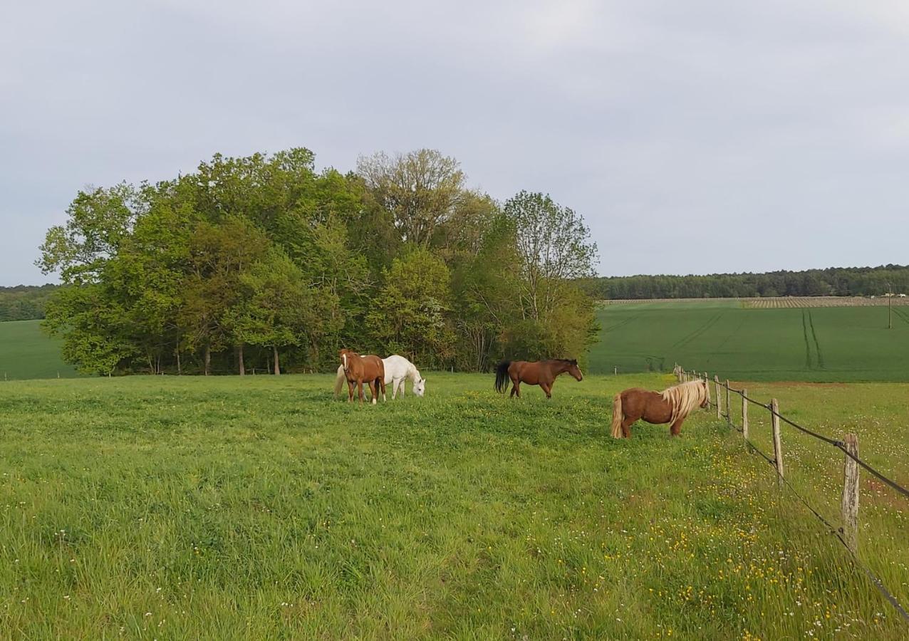Saint-Romain-sur-Cher Les Pres Du Petit Morlu - Proche Beauvalヴィラ エクステリア 写真